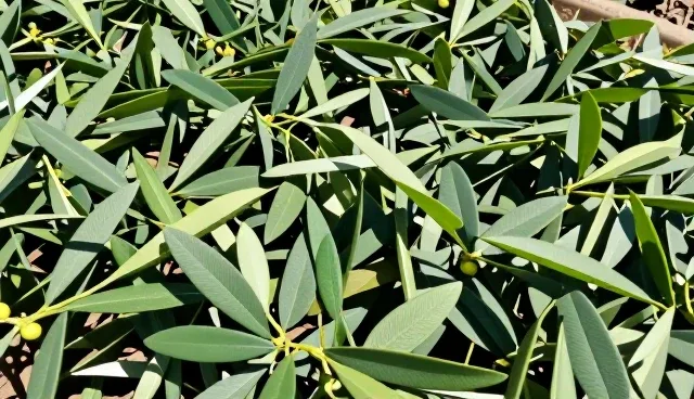 种苗供应中的种植效益理解误区澄清