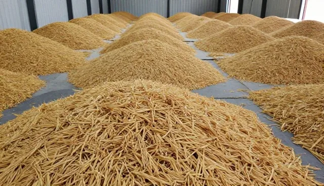 优质水稻种苗储存方法:降低种植成本的关键