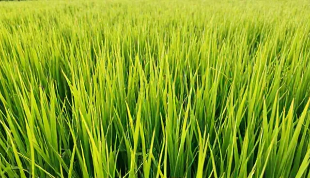 水稻种苗种植中如何正确维护?